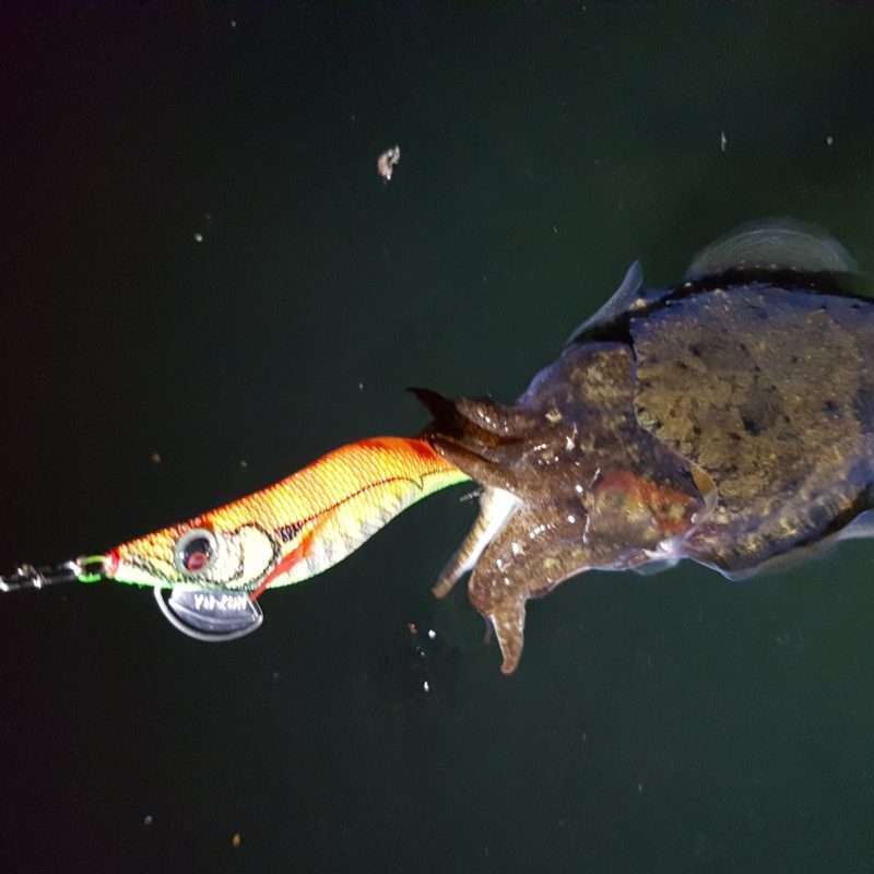 Seiche à la Pata Pata Yo-Zuri