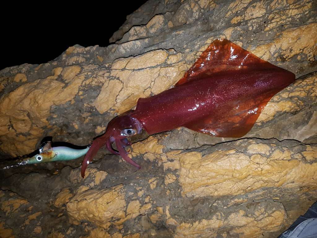Beau calamar pris à la Sea Rattle Fu-Shima