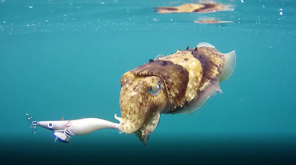 La Sea Rattle Fu-Shima est très efficace sur les seiches ! 