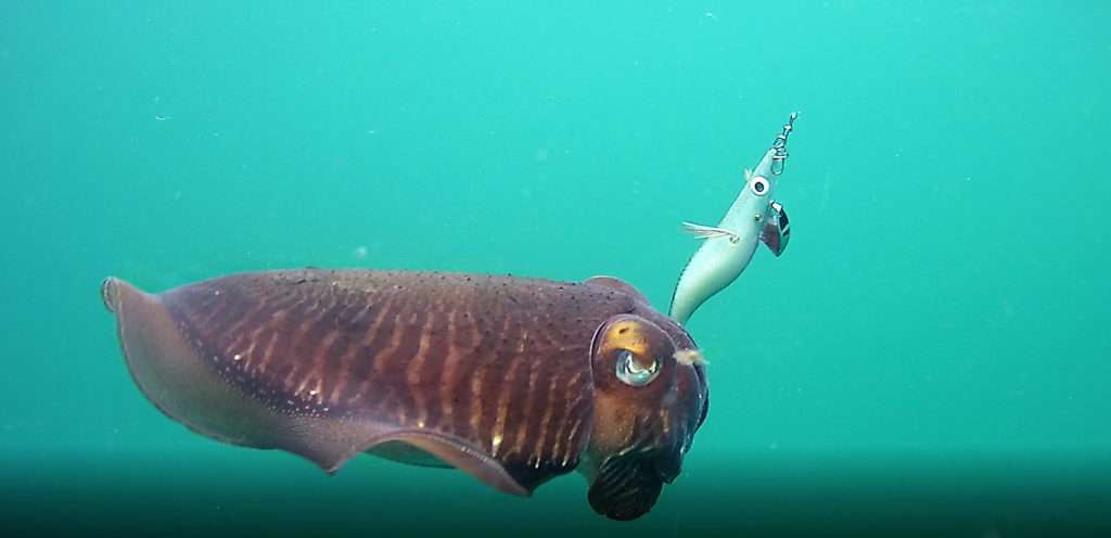 Seiche prise avec une Sea Rattle Fu-Shima