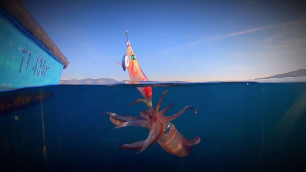 Encore un beau calamar pris à la turlutte sonore Aurie-Q Search Double Glow Yo-Zuri !