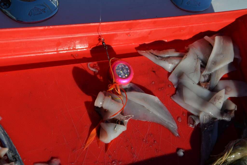 Lanières de calamar esché sur les hameçons d'un kabura Hinata kab