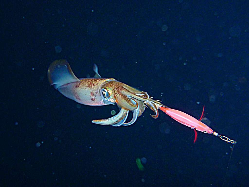 Le tataki est une technique redoutable sur les calamars ! 