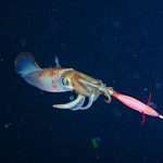 Comment pêcher facilement les calamars en tataki