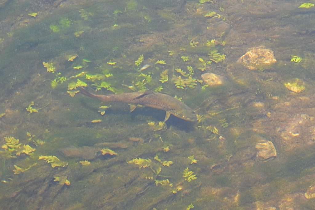 Le Pin’s Minnow floating Yo-Zuri permet de pêcher au dessus de fonds encombrés d’herbes ! 