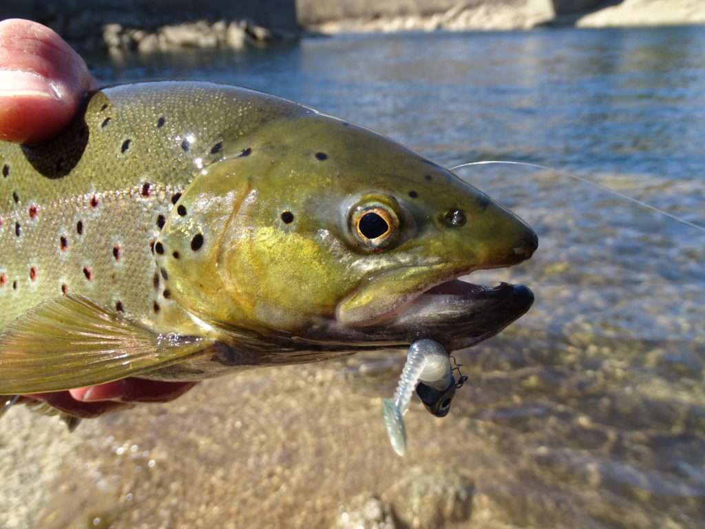 Belle truite prise au Grubster Lunker City par Etienne Goletto