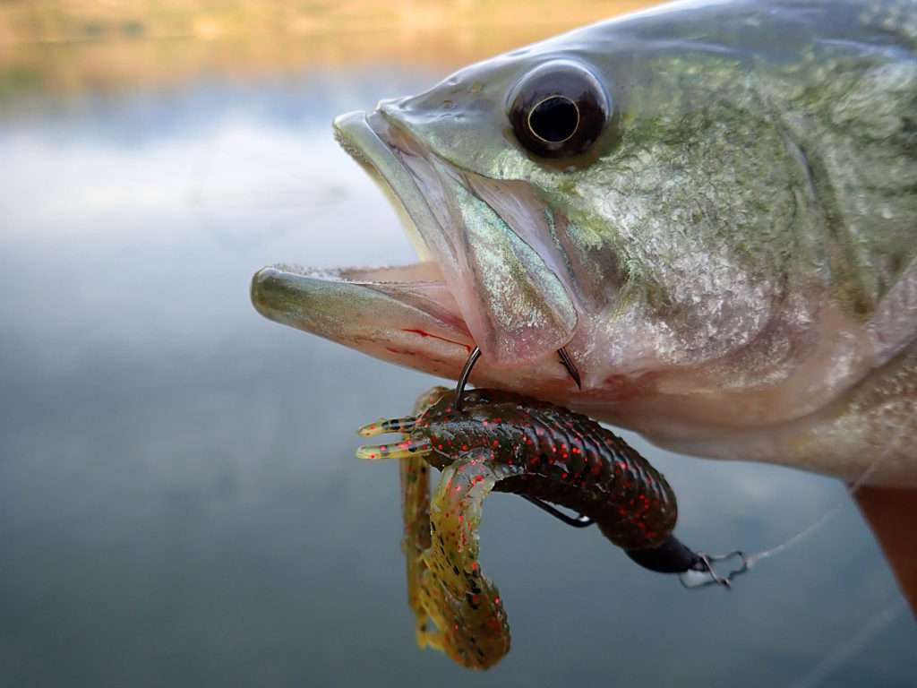 La craw est un leurre souple ultra efficace sur le bass ! 