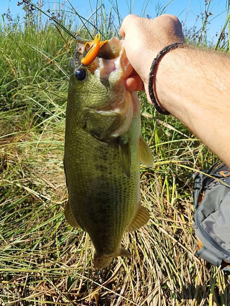 Bass fait à la Craw Chunk Yum monté sur un simple texan 