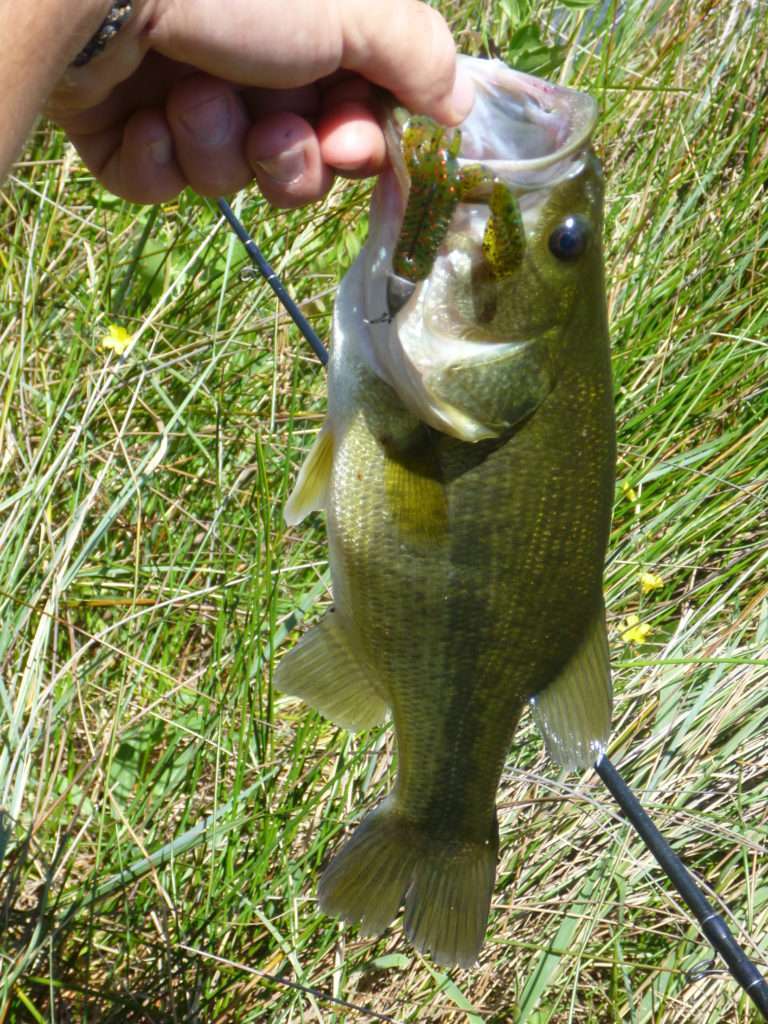 Bass fait à la Craw Chunk Yum monté sur une tête finess Nose Jig Head Scratch Tackle 