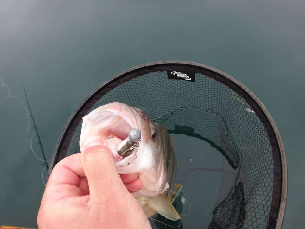 Associée au Grubster, une tête plombée ronde est parfaite pour les pêches profondes