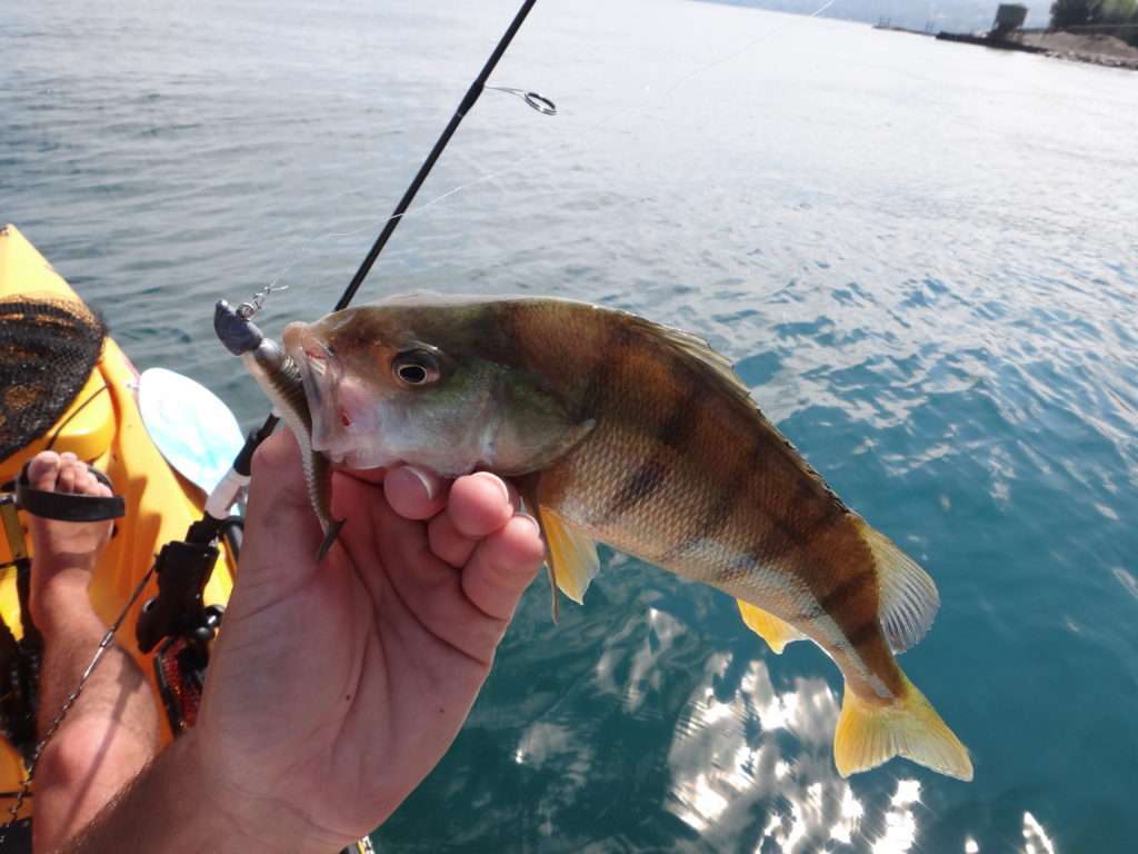 Avec le Grubster Lunker City, il n’est pas rare de faire plusieurs dizaines de perches dans la journée