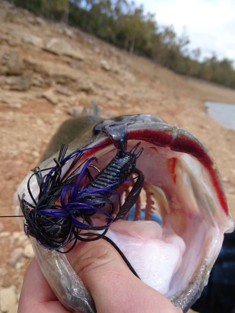 Une craw en trailer d’un rubber jig est hyper efficace sur les bass