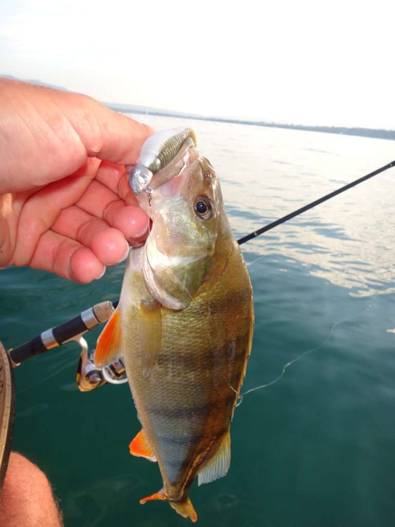 Perche prise au Grubster Lunker City monté sur une tête plombée poisson