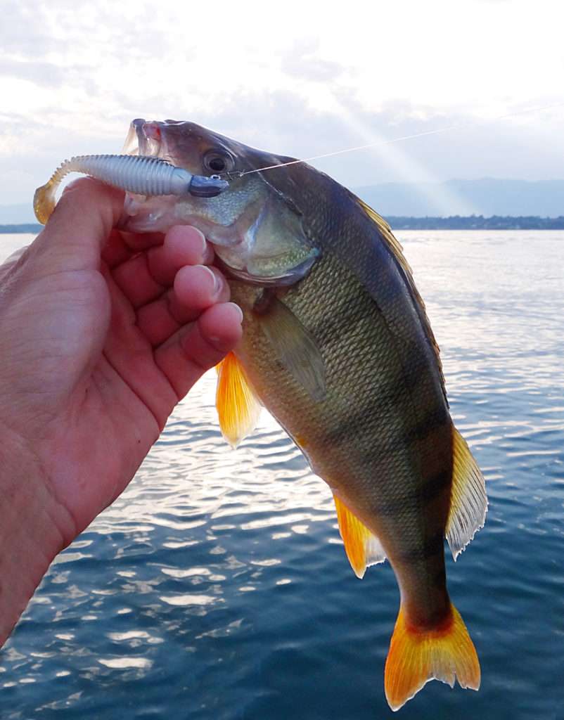 Le shad Grubster Lunker City est un véritable aimant à perches ! 