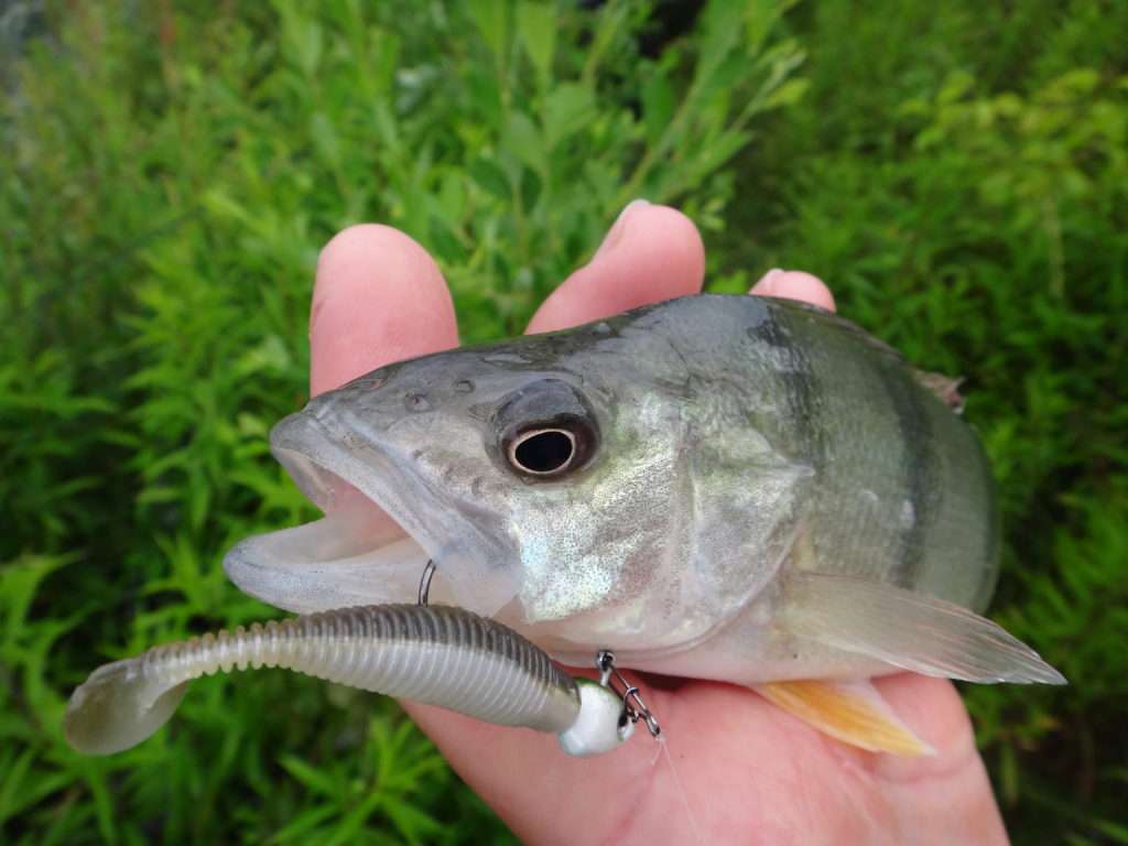 Le shad Grubster Lunker City est top pour le street fishing ! 