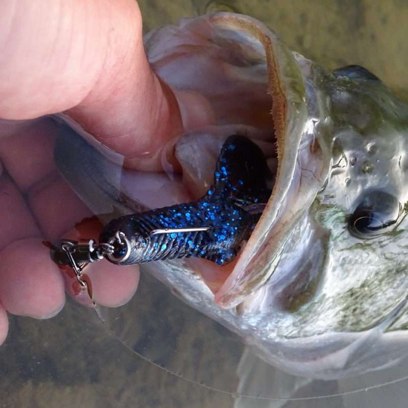 Bass pris avec une craw monté en Jika rig