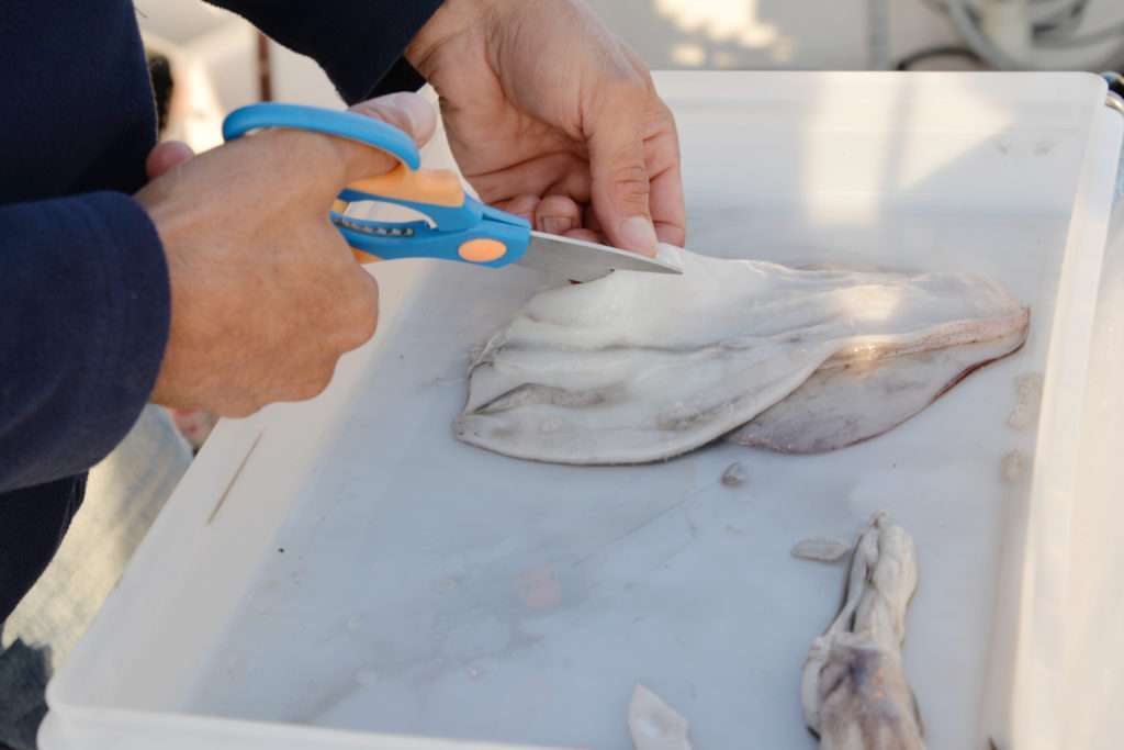 Des lanières de calamars découpés aux ciseaux sont d’excellents appâts