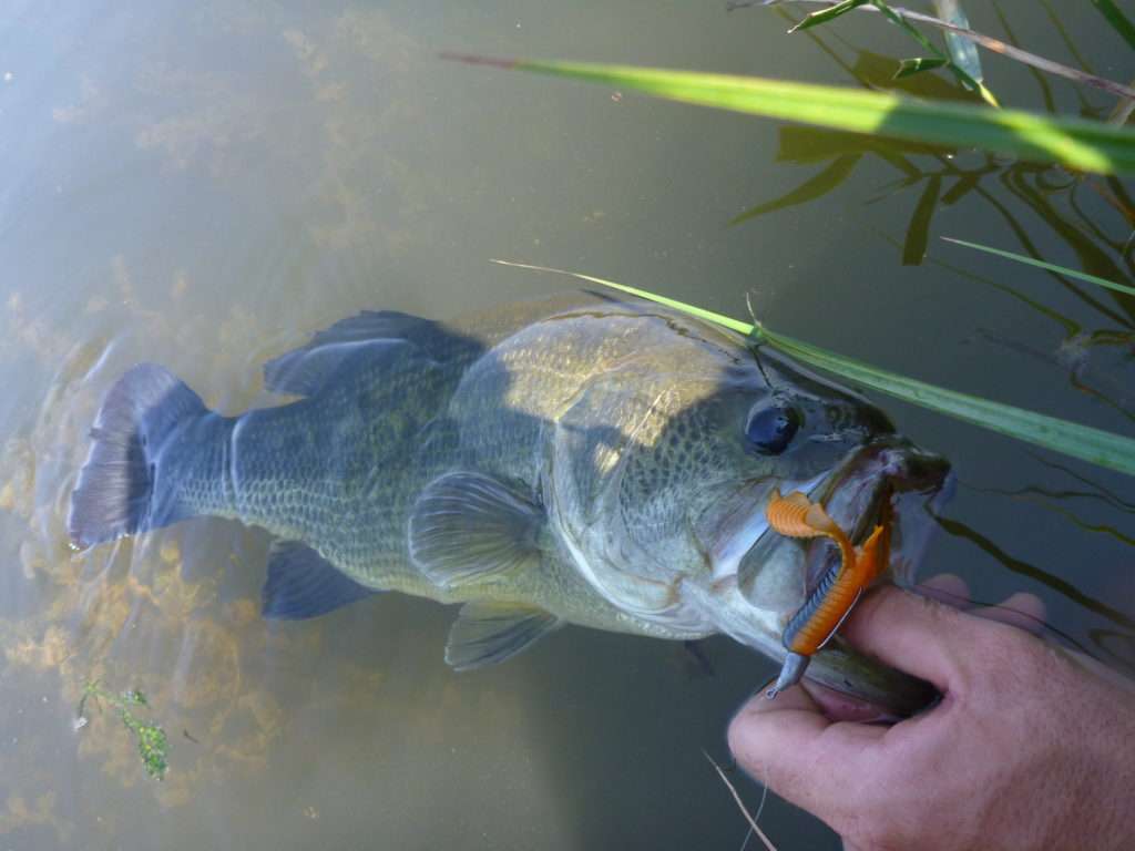 Bass pris avec une Finess nose jig head Scratch Tackle et un Craw Chunk