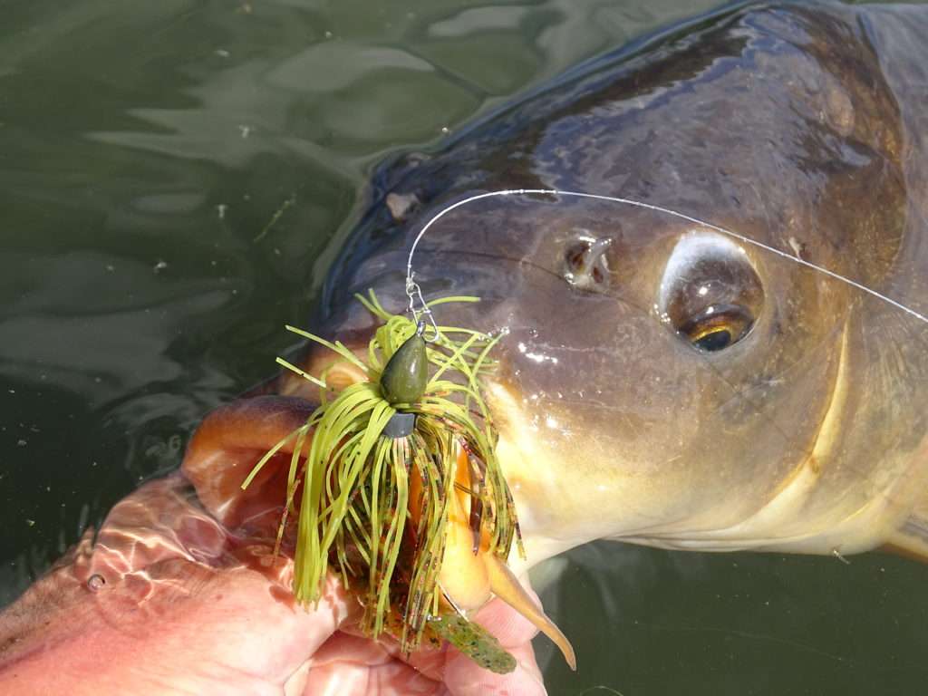 Les carpes consommant des écrevisses, il est possible d’en prendre avec une craw en trailer d’un rubber jig