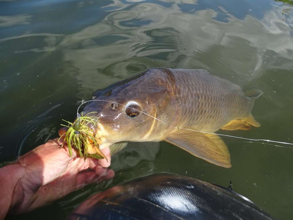 La Craw Chunk associée à un Baby Boo jig Booyah est très efficace sur les carpes