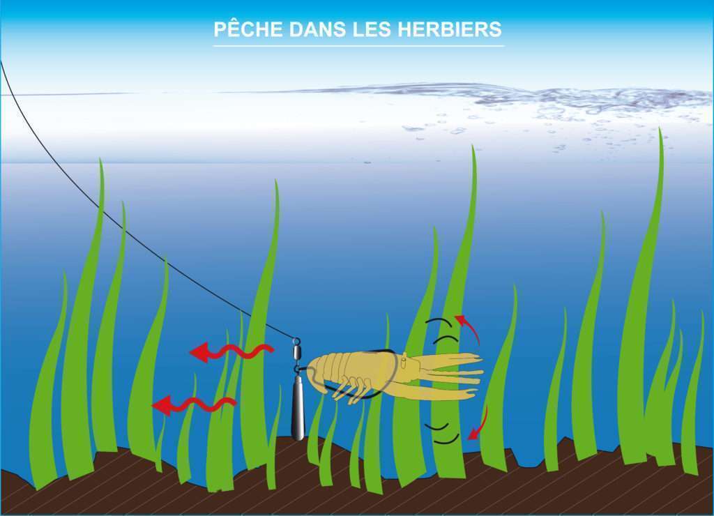 Les montages jika rig sont parfaits pour les pêches dans les herbiers denses ! 