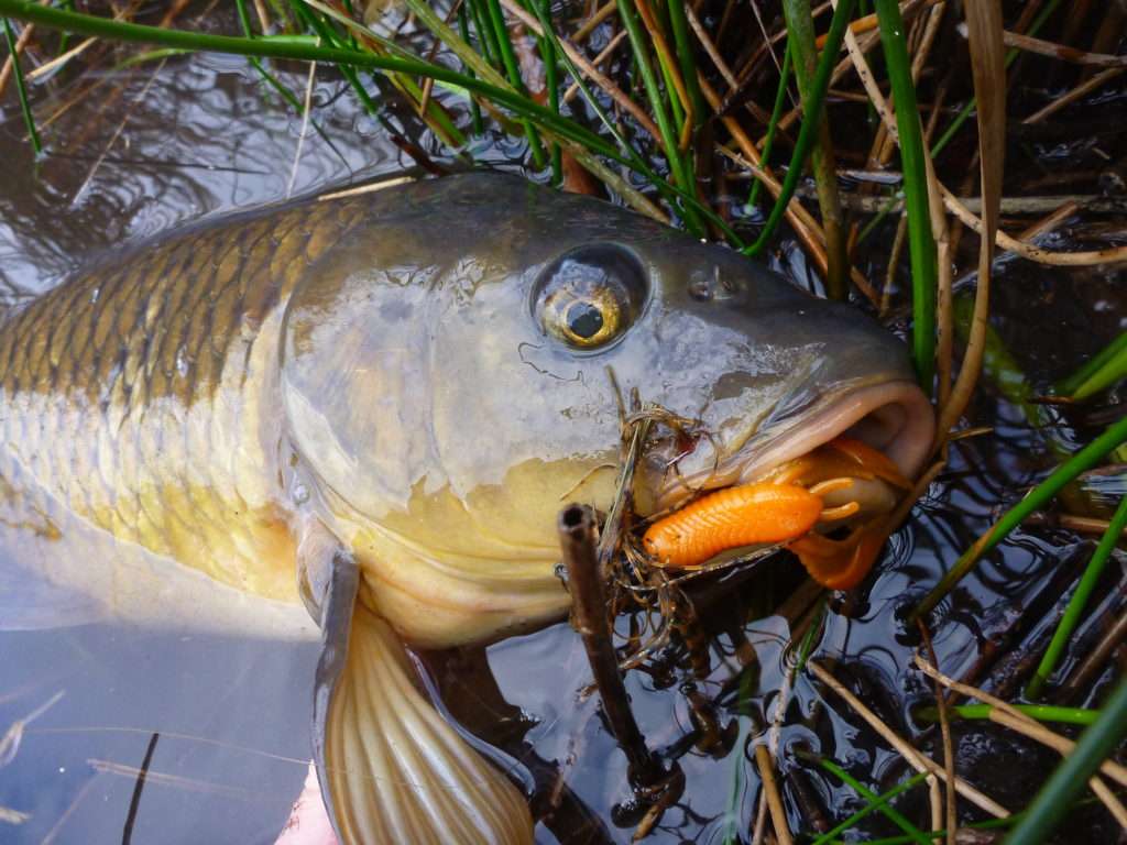 Le Baby Boo jig Booyah associé à la Craw Chunk Yum est idéal pour pêcher la carpe ! 