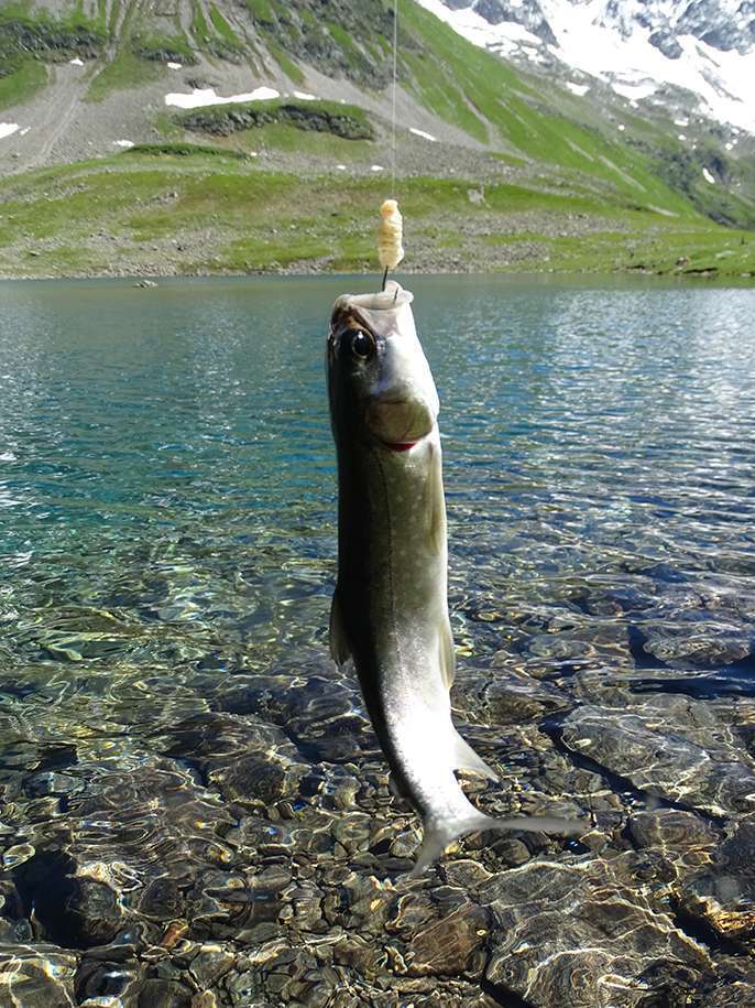 La bombette est ultra efficace sur les salmonidés des lacs d’altitude