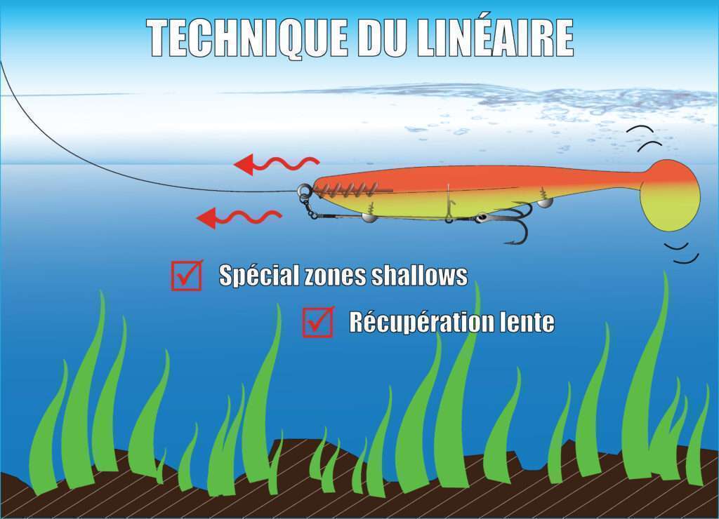 Shad monté en screw rig : la technique du linéaire lent !