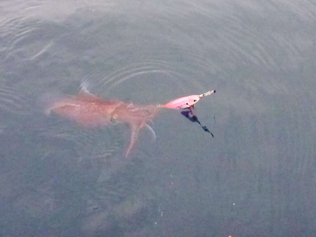 Dans cette eau un peu mâchée, l’Ultra Bait de couleur rose a fait la différence ce jour là !