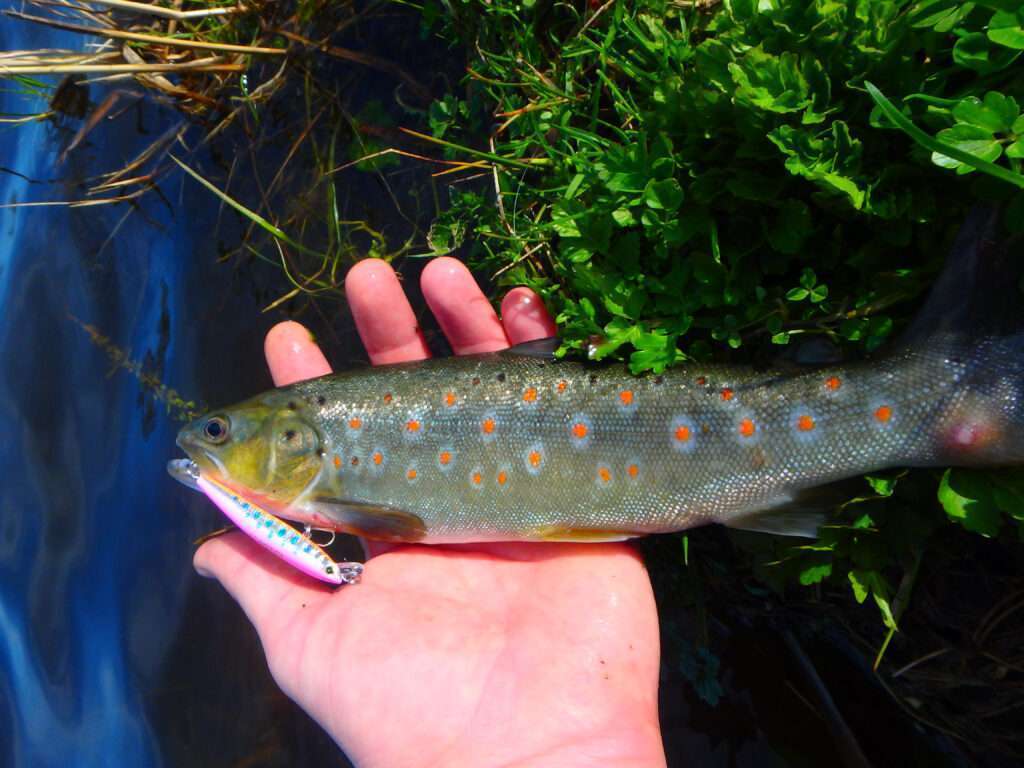 Belle trfuite prise au Pin’s Minnow floating