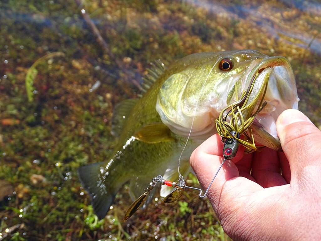 Bass pris avec un spinnerbait Pond Magic Booyah !