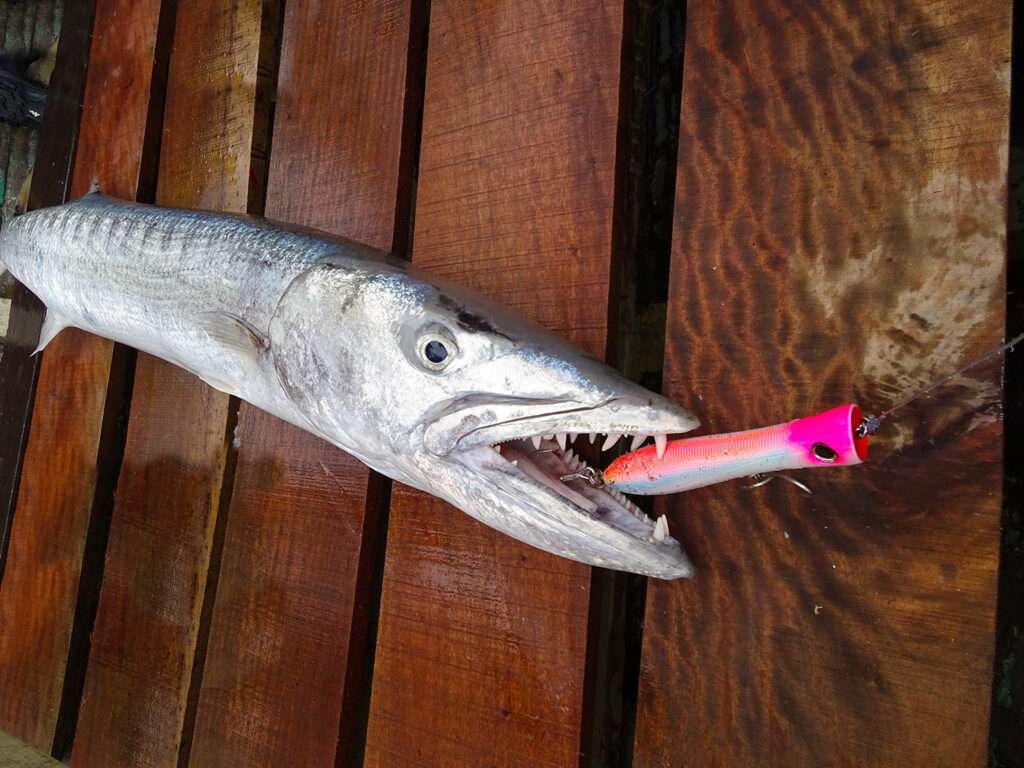 Le Bull Pop est hyper robuste ! 